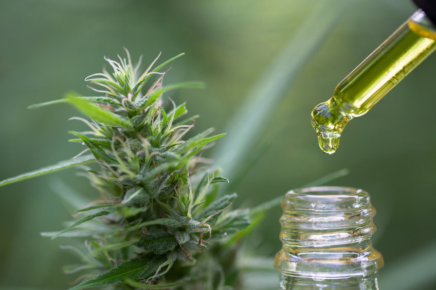Hemp flowers and droplet dosing a biological and ecological hem